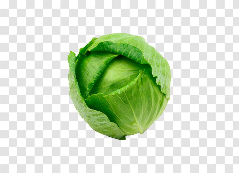 Romaine Lettuce Savoy Cabbage Cruciferous Vegetables Spring Greens Collard - Vegetable Transparent PNG
