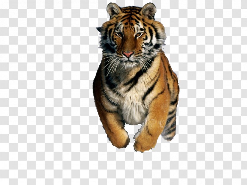 Desktop Wallpaper GIF Image Siberian Tiger 8tracks.com - Carnivoran - Blur Transparent PNG