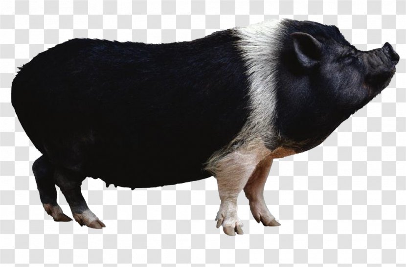 Miniature Pig Wild Boar 