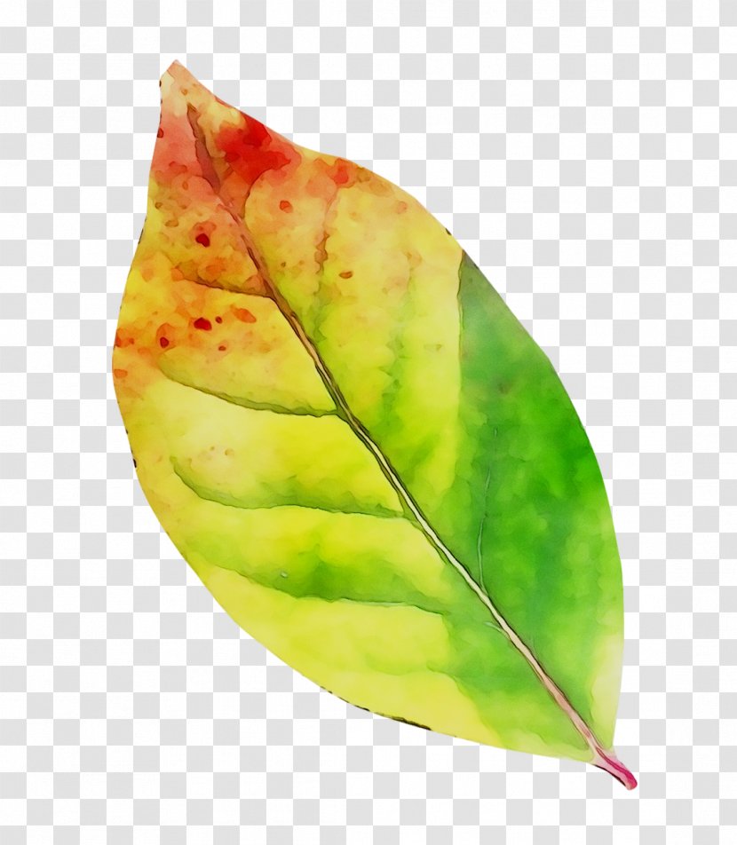 Leaf Plant Pathology Plants - Green - Anthurium Transparent PNG