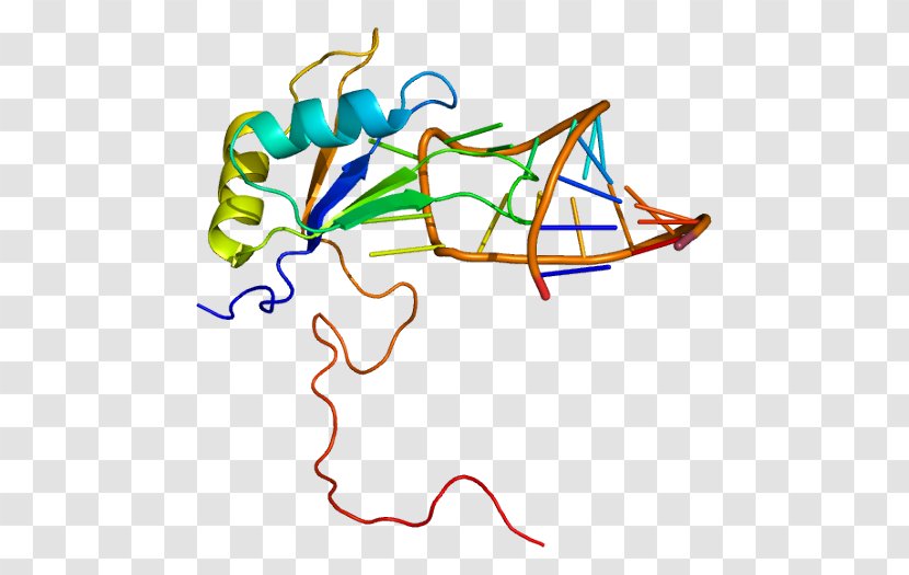 Structural Motif RNA-binding Protein Sequence RNA Binding Protein, Y-linked, Family 1, Member A1 - Cterminus - Gene Transparent PNG