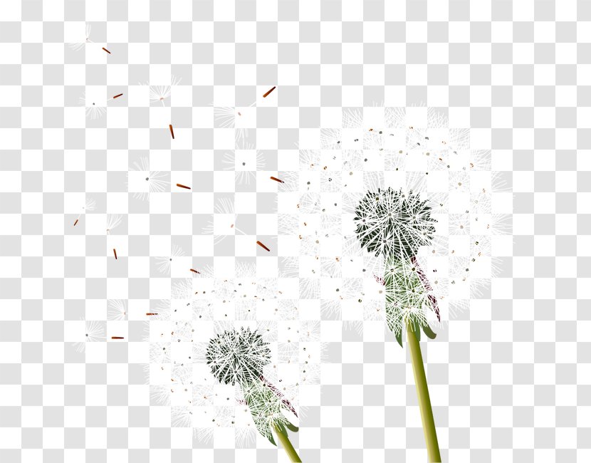 Dandelion - Information - Flora Transparent PNG