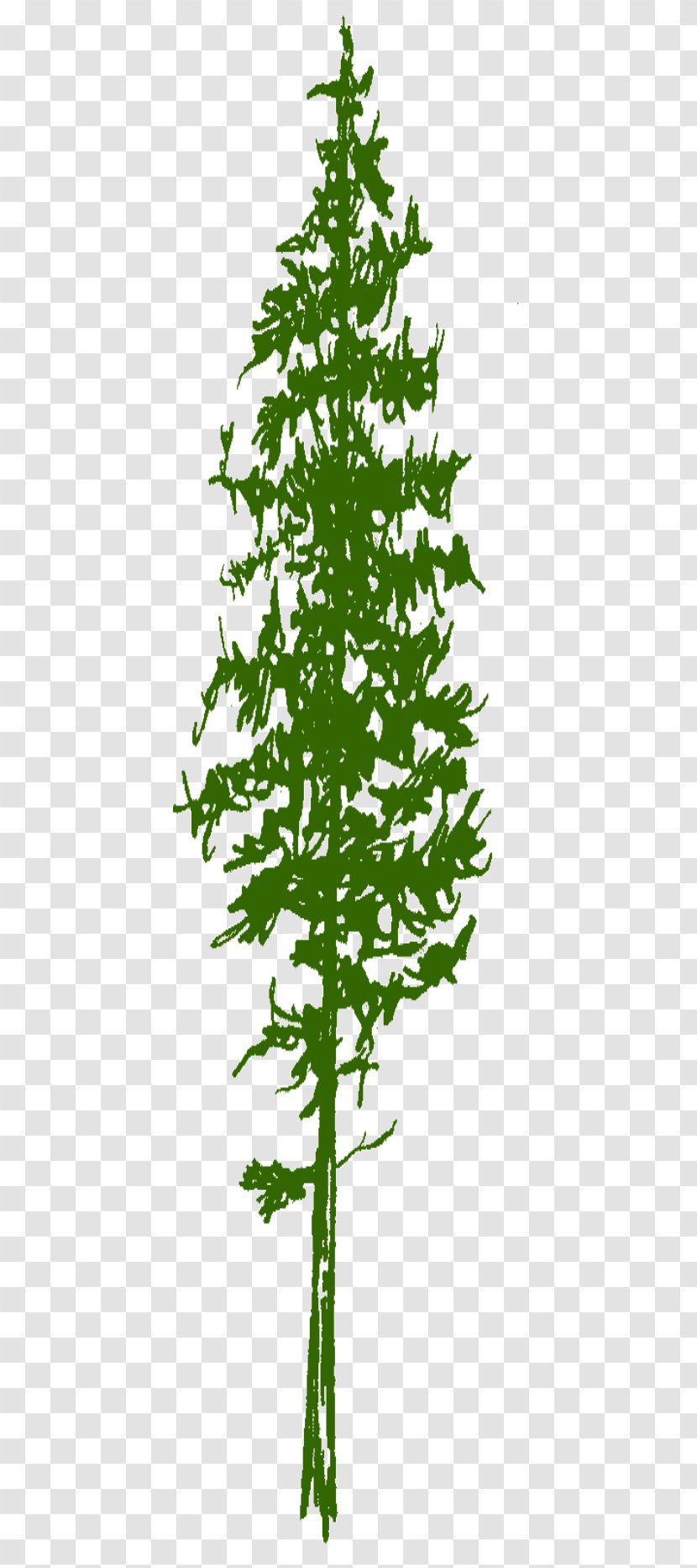 Spruce Fir Larch Pine Twig - Leaf - Scots Transparent PNG