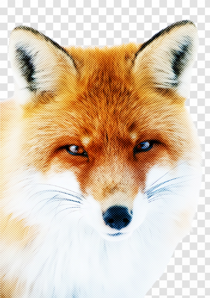Fox Red Fox Dog Snout Wildlife Transparent PNG