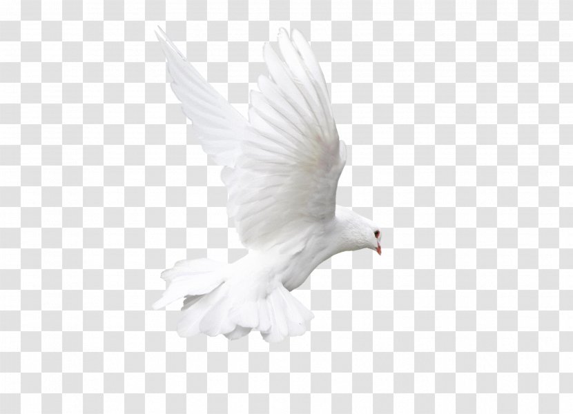 Rock Dove Bird White Animal - Computer - Pigeon Transparent PNG