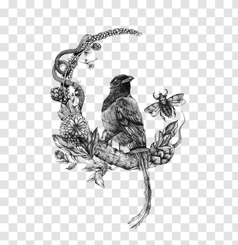 Robin Bird - Beak - Songbird Finch Transparent PNG