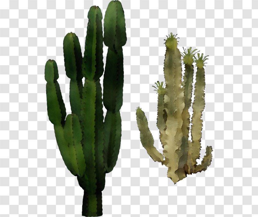 Watercolor Flower Background - Plant Stem Hedgehog Cactus Transparent PNG