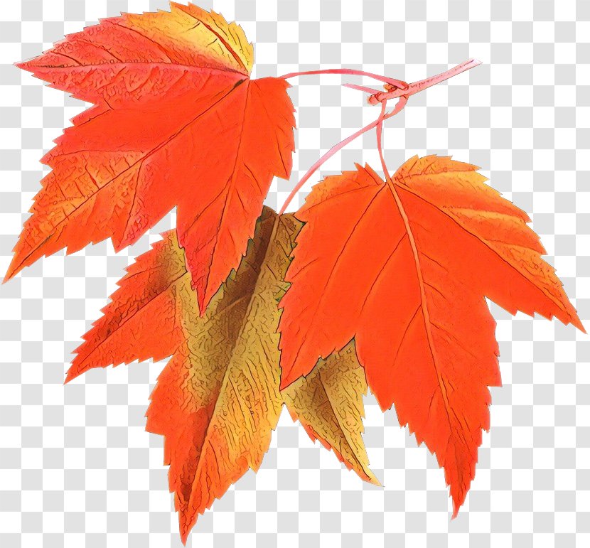 Red Maple Leaf - Sweet Gum New Mexico Transparent PNG