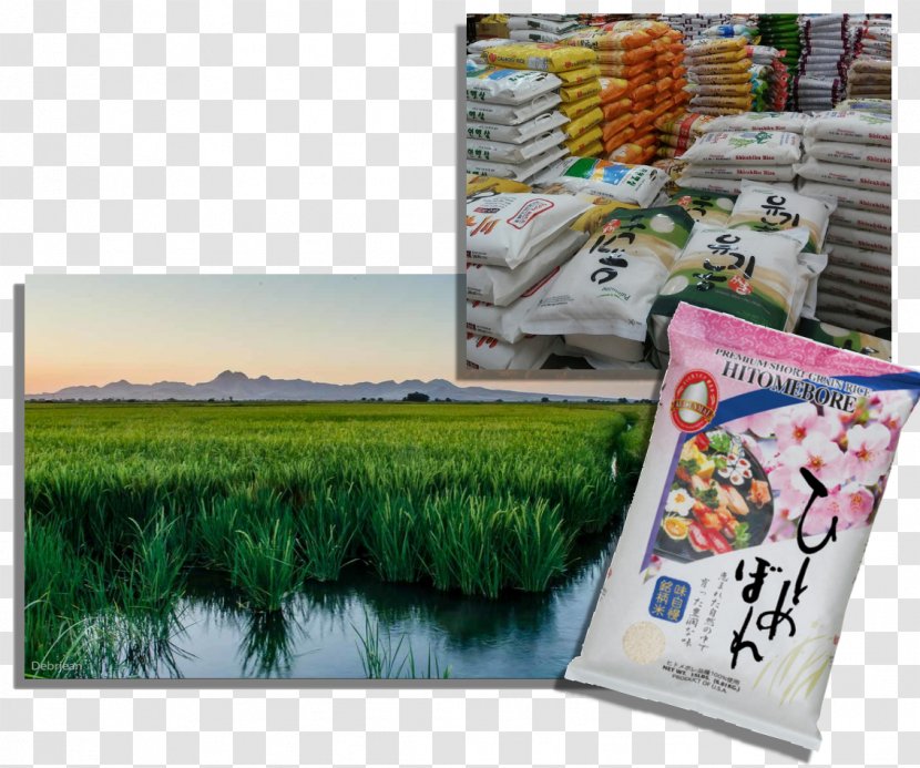 Japanese Cuisine Advertising Rice Pound Transparent PNG