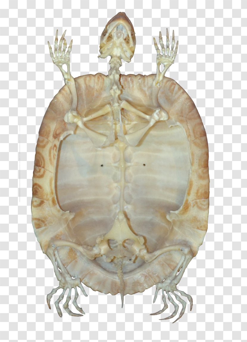 Turtle Reptile Skeleton Tortoise - Animal Transparent PNG