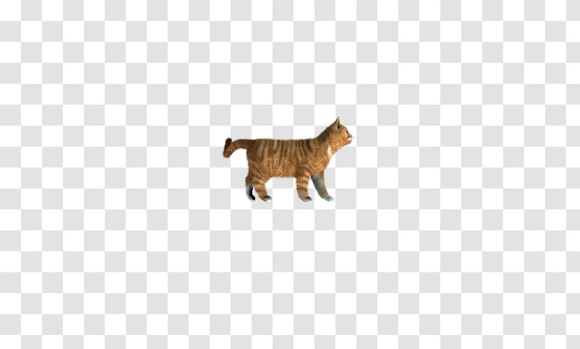 Whiskers Cat Dog Felidae - Ifwe - Cute Transparent PNG