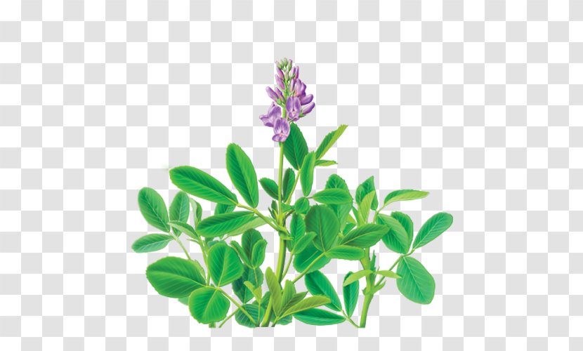 Tea Alfalfa Dietary Supplement Organic Food Herb - Seed Transparent PNG