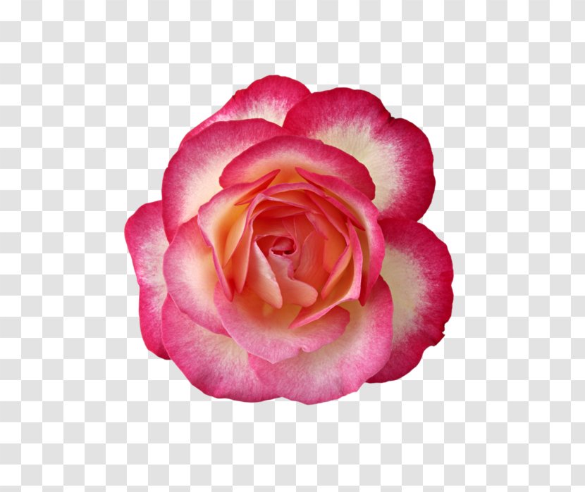 Rose Rosa ‘Cubana’ - Family Transparent PNG