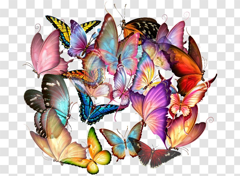 Butterfly Insect Photography Transparent PNG