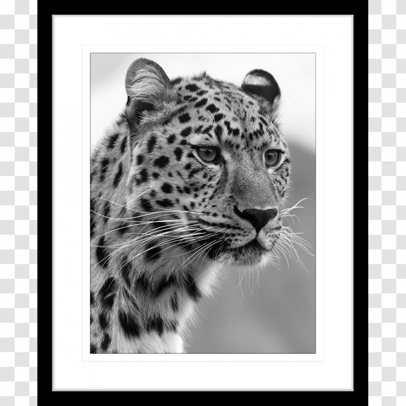 African Wildcat Felidae Cheetah Tiger - Jaguar - Print Transparent PNG