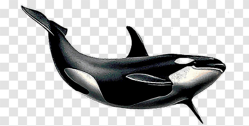 Clip Art Killer Whale Cetacea Image - Whales Dolphins And Porpoises Transparent PNG