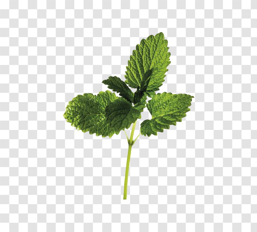 Lemon Balm Medicinal Plants Extract - Herbal - The Role Of Herbs Transparent PNG