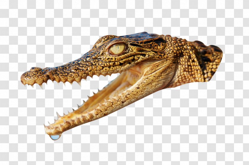Nile Crocodile Alligator Animal - Lacoste - Head Transparent PNG