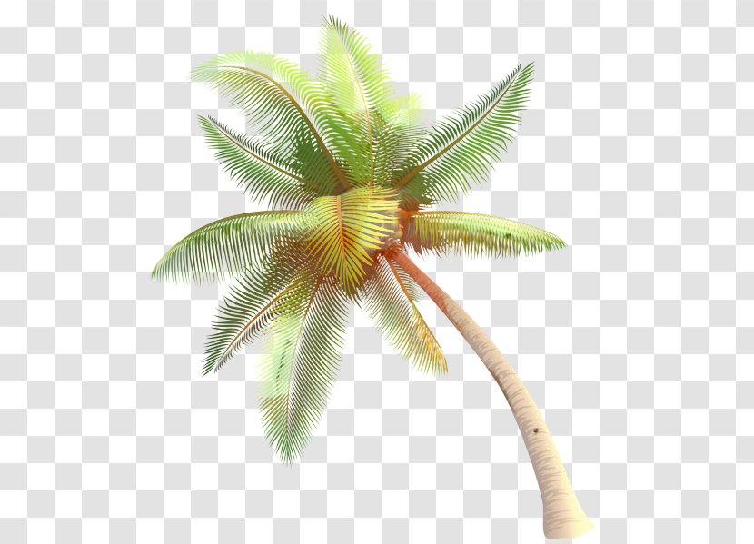 Coconut Palm Trees Clip Art - Water - Nata De Coco Transparent PNG