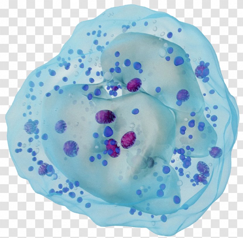 White Blood Cell Neutrophil Antibody - Lymphocyte - Immune System Cells Transparent PNG