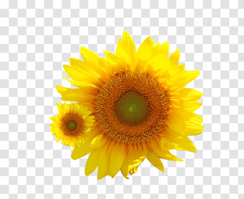 Common Sunflower Transvaal Daisy - Family Transparent PNG