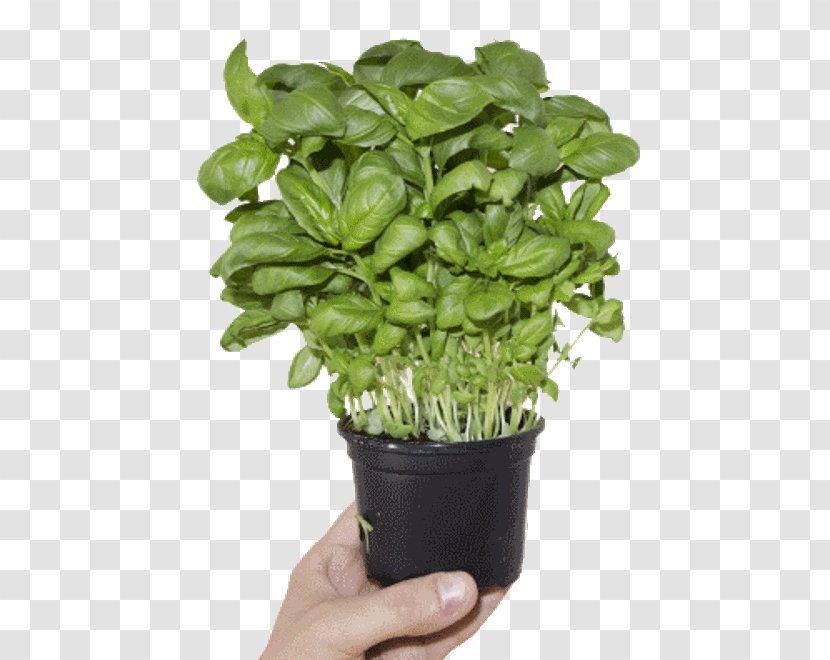 Basil Herb Kitchen Garden Pianta Aromatica Flowerpot - Vegetable Transparent PNG