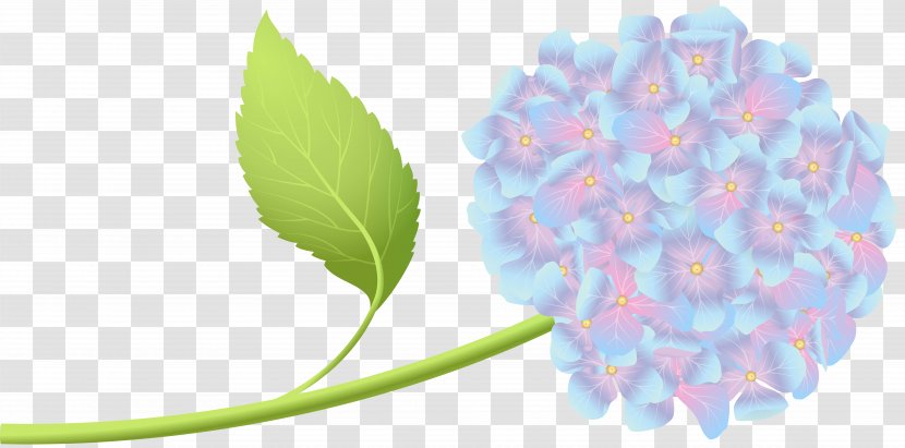 Art Clip - Flower - Hortensia Transparent PNG