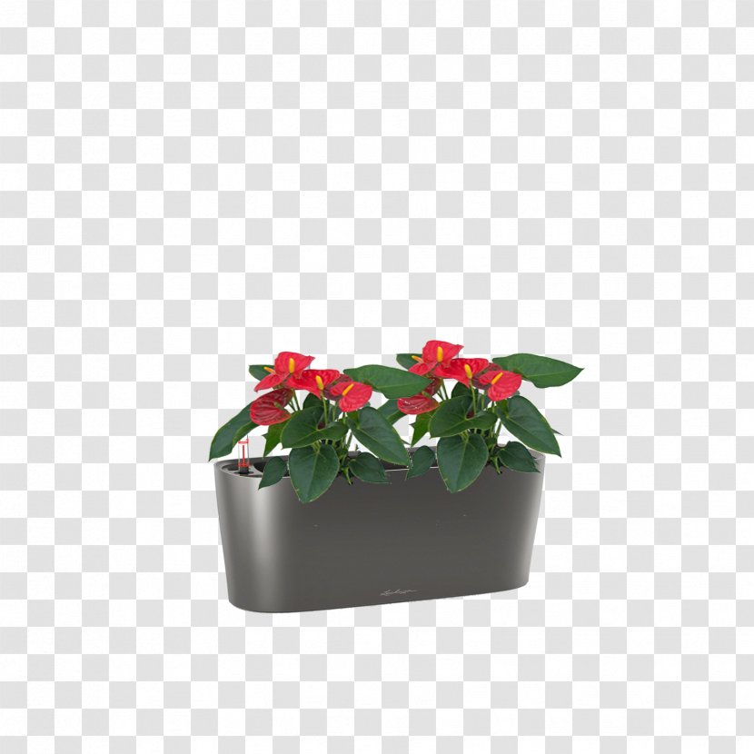 Flowerpot Houseplant Flowering Plant - Flower Transparent PNG