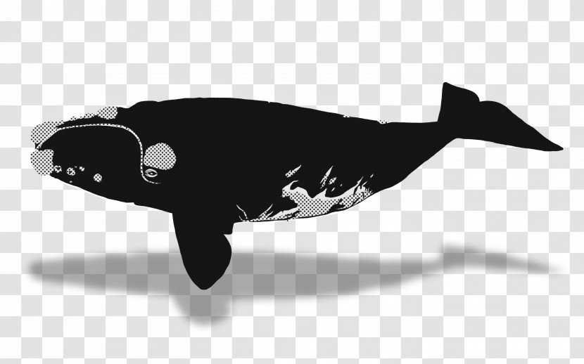 Southern Right Whale North Pacific Marine Mammal Cetacea - Humpback Transparent PNG