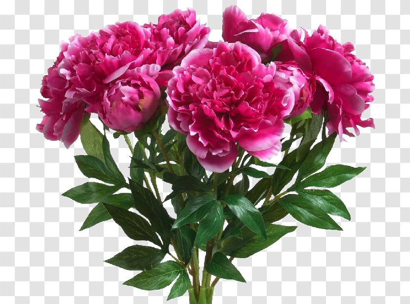 Peony Blingee Birthday - Pink Family Transparent PNG