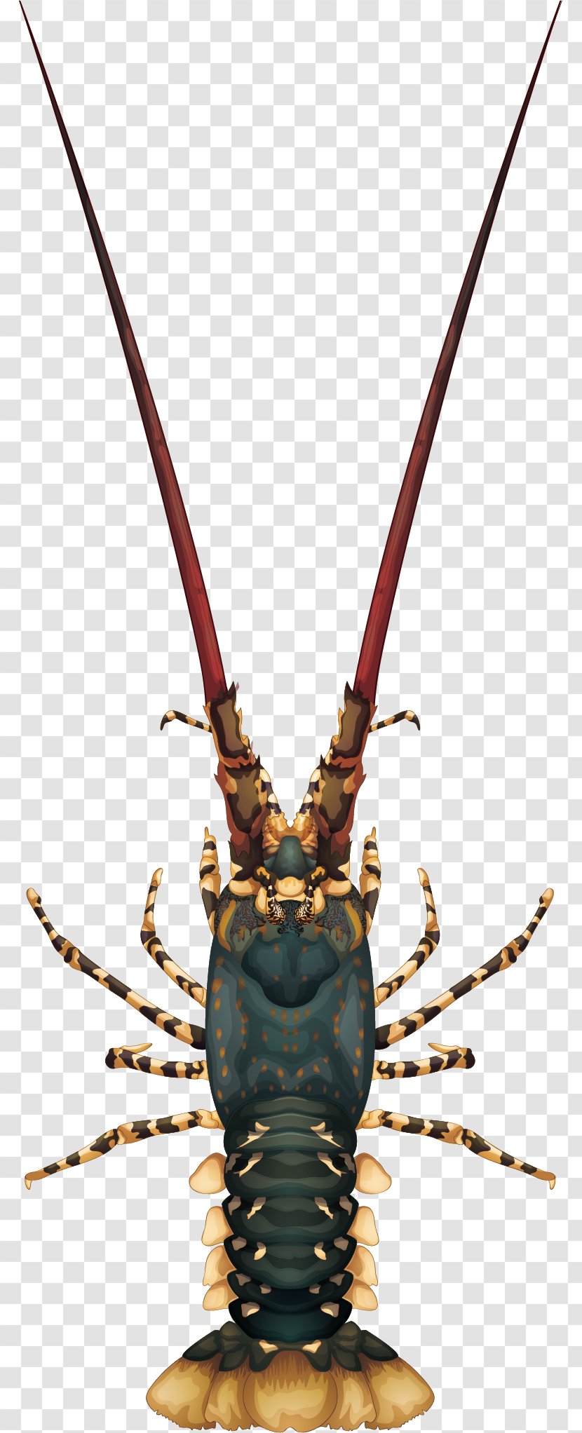 Lobster Panulirus Argus Cygnus Illustration - Invertebrate - Vector Painted Large Transparent PNG