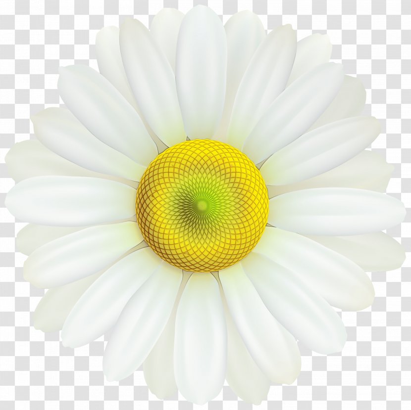 Daisy - Flower - Camomile Petal Transparent PNG