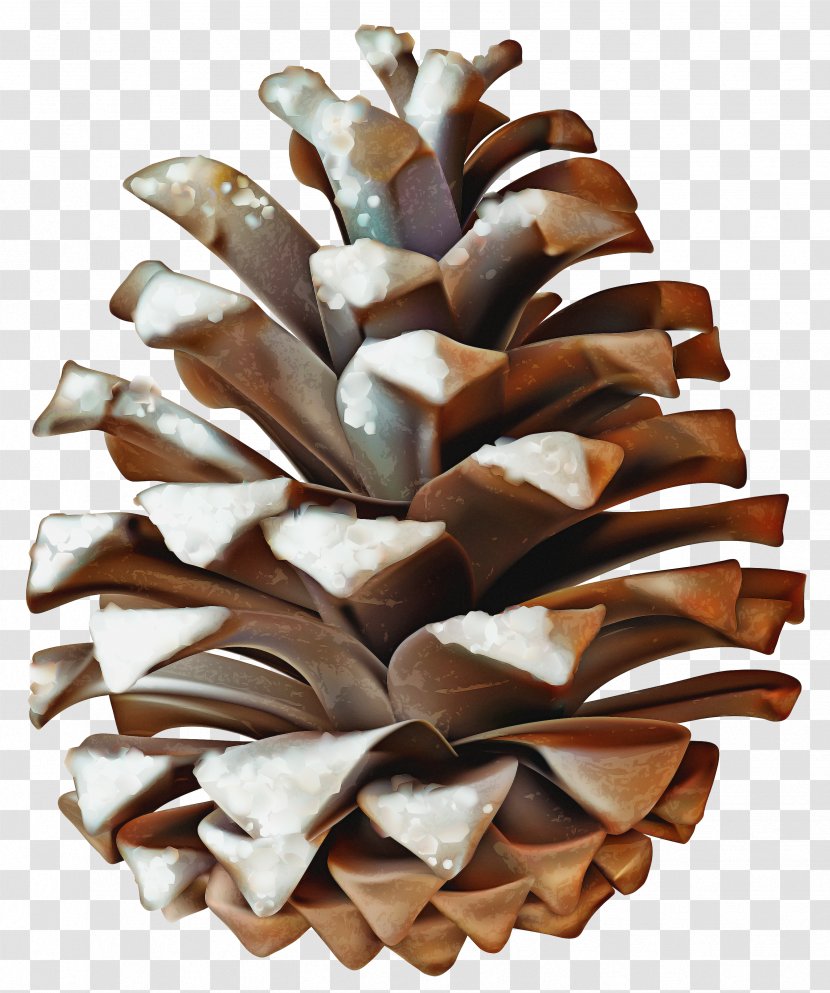 Sugar Pine Conifer Cone Oregon Plant - White - Natural Material Transparent PNG