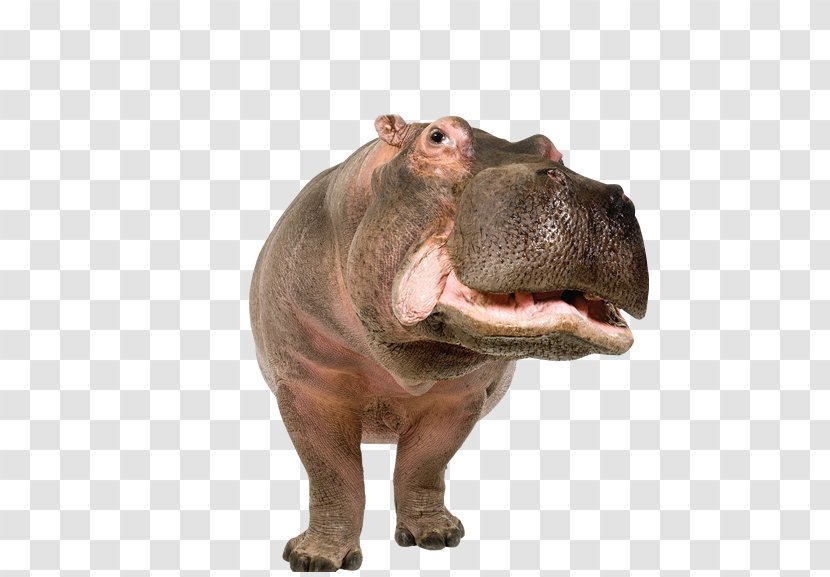Pygmy Hippopotamus Rhinoceros Standee - Animal Transparent PNG