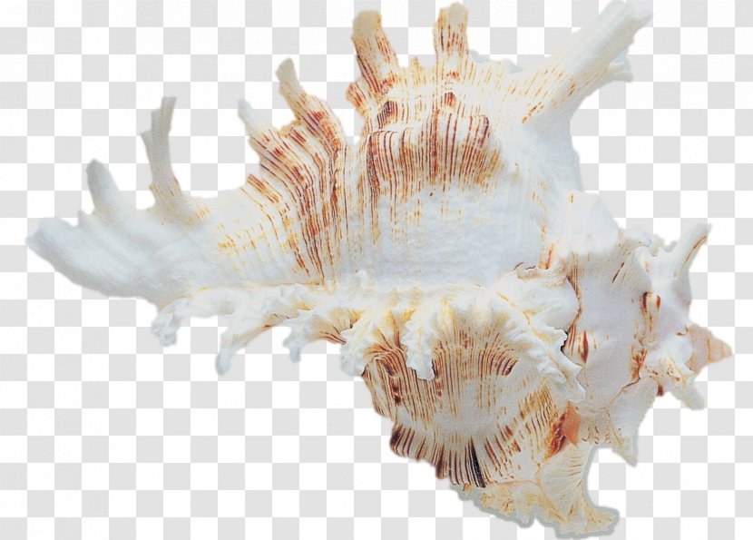 Shankha Conchology Seashell Invertebrate - Shells Transparent PNG