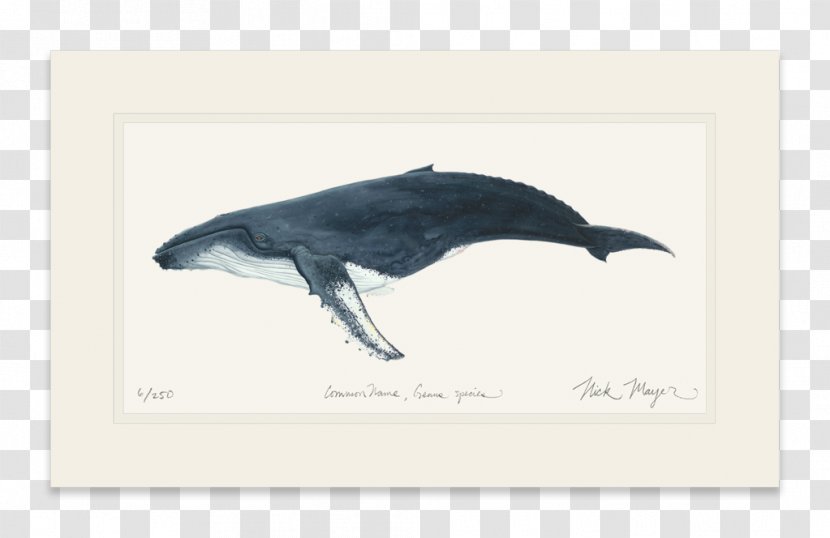 Dolphin Humpback Whale Painting Cetacea Beak Transparent PNG