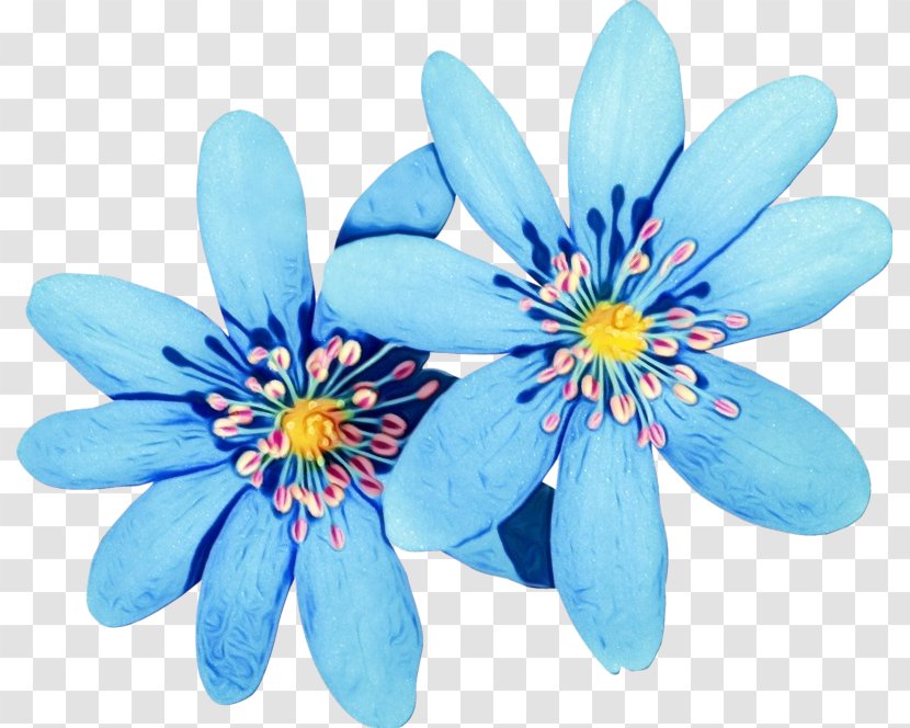 Flower Petal Blue Plant Flowering - Watercolor - Wildflower Ixia Transparent PNG