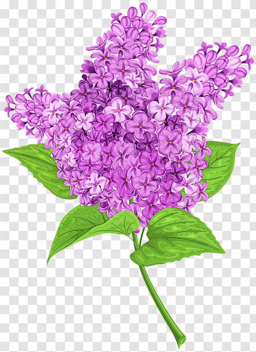 Purple Watercolor Flower - Common Lilac - Cut Flowers Buddleia Transparent PNG