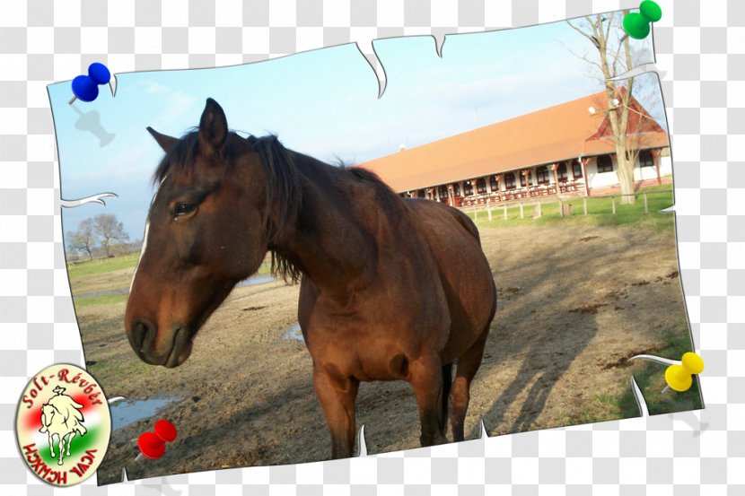 Horse Equestrian Centre - Livestock - Révbérpusta Sport Café & Pizzéria HalterHorse Transparent PNG