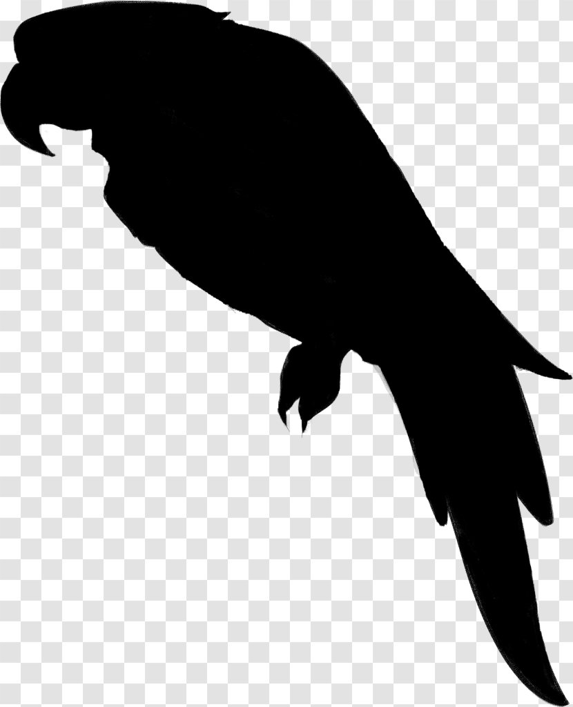 Beak Bird Of Prey Clip Art Fauna - Tail Transparent PNG