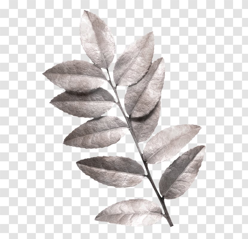 Twig Leaf - Monochrome Photography - Plant Transparent PNG