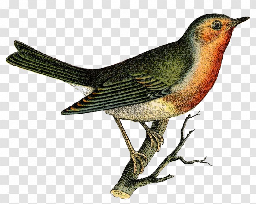 Bird Poster - Robin - Sparrow Transparent PNG