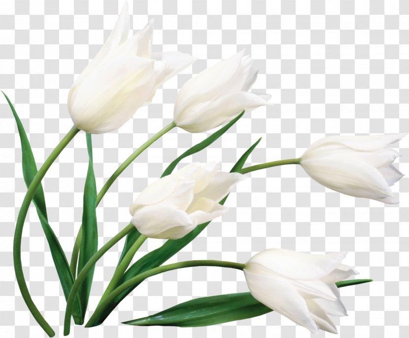 Flower Bouquet Desktop Wallpaper Cut Flowers White - Kwiaty Transparent PNG