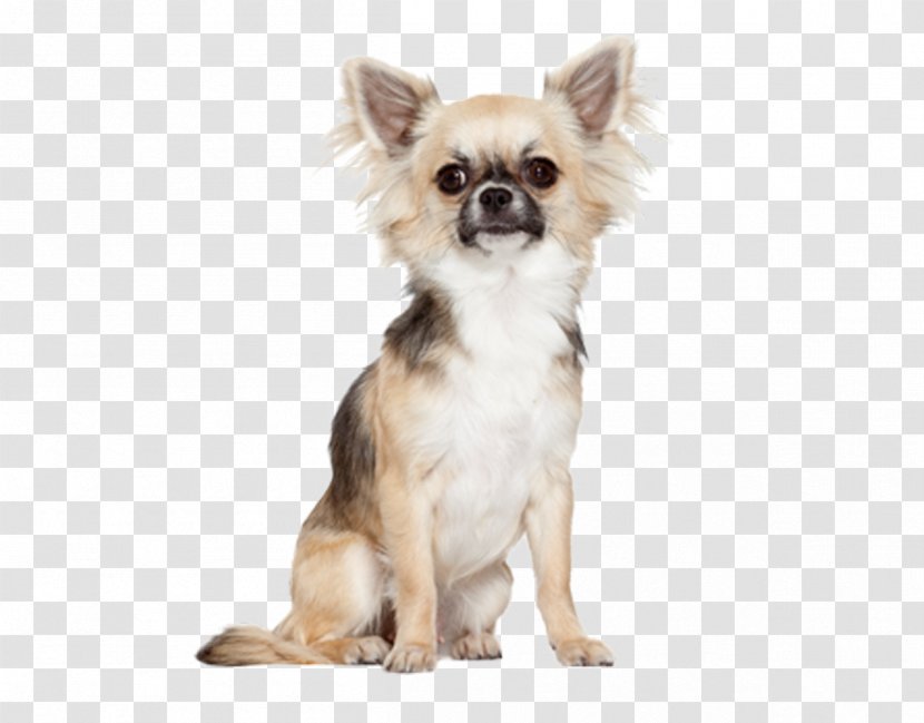 Pomeranian Chihuahua Bichon Frise Maltese Dog Yorkshire Terrier - Food Transparent PNG