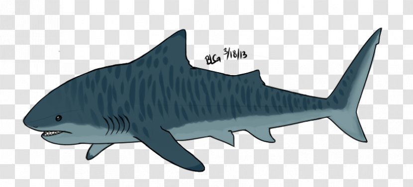 Tiger Shark Drawing Cartoon - Fin Transparent PNG