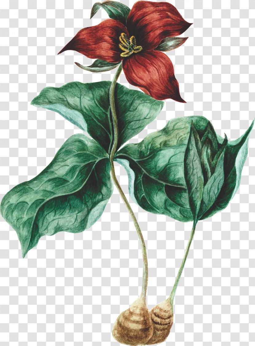 Leaf Illustration - Great White Trillium - Anthurium Transparent PNG