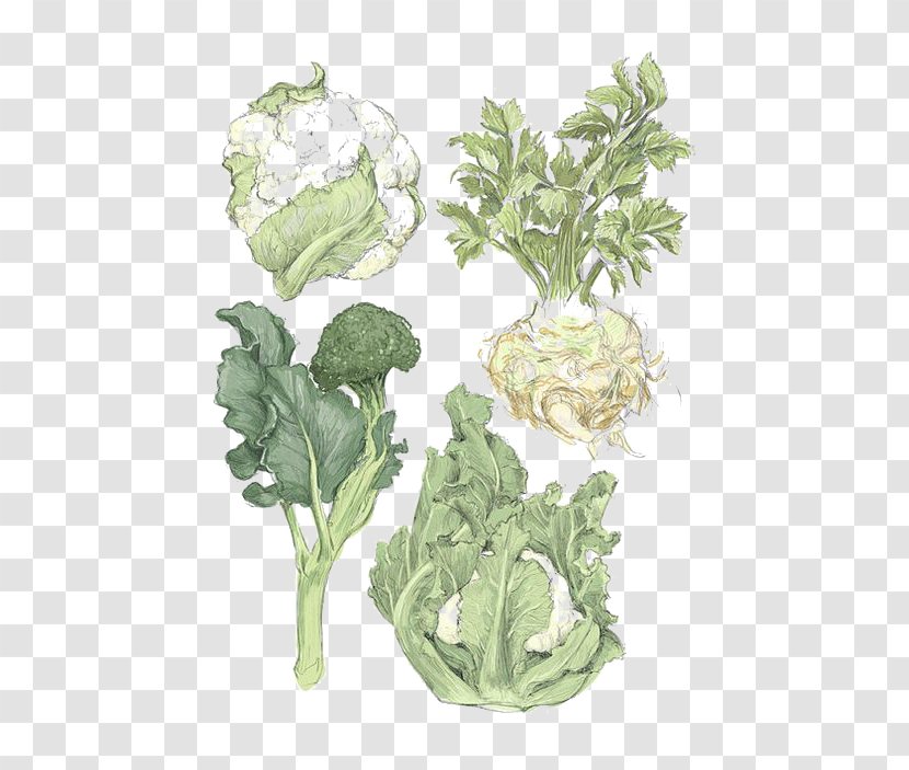 Spring Greens Vegetable Printmaking Cauliflower Illustration - Leaf - Hand-painted Transparent PNG
