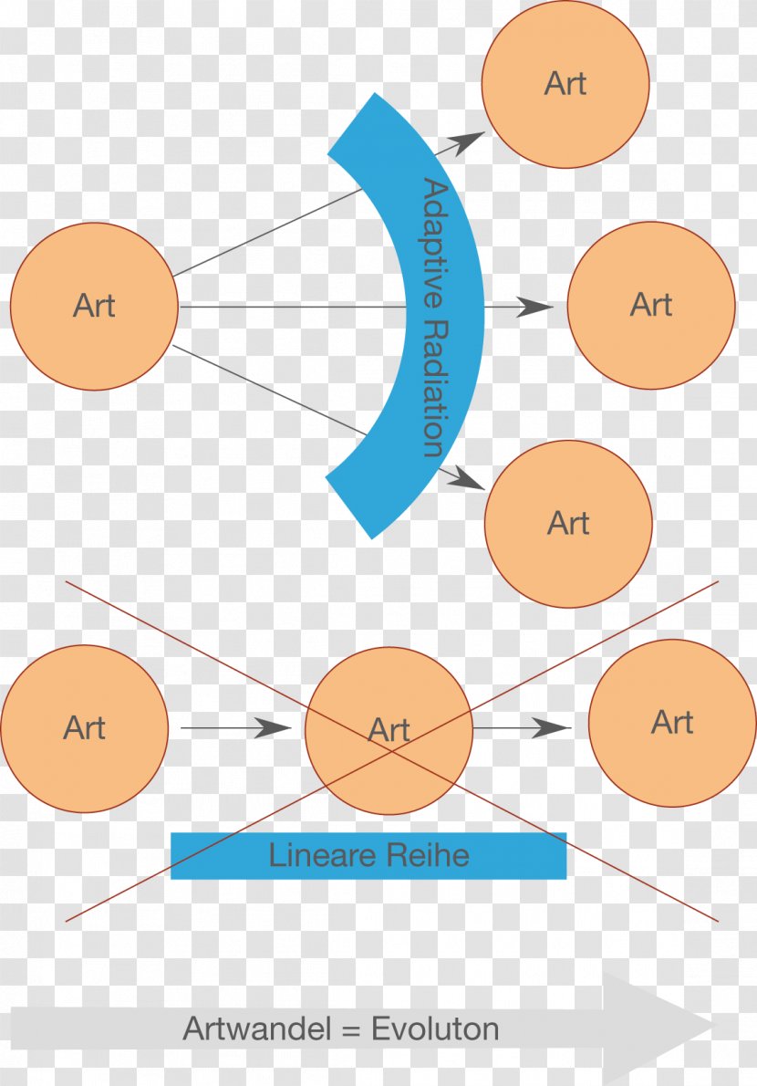 Geographical Isolation Sympatric Speciation Species Biology - Diagram Transparent PNG