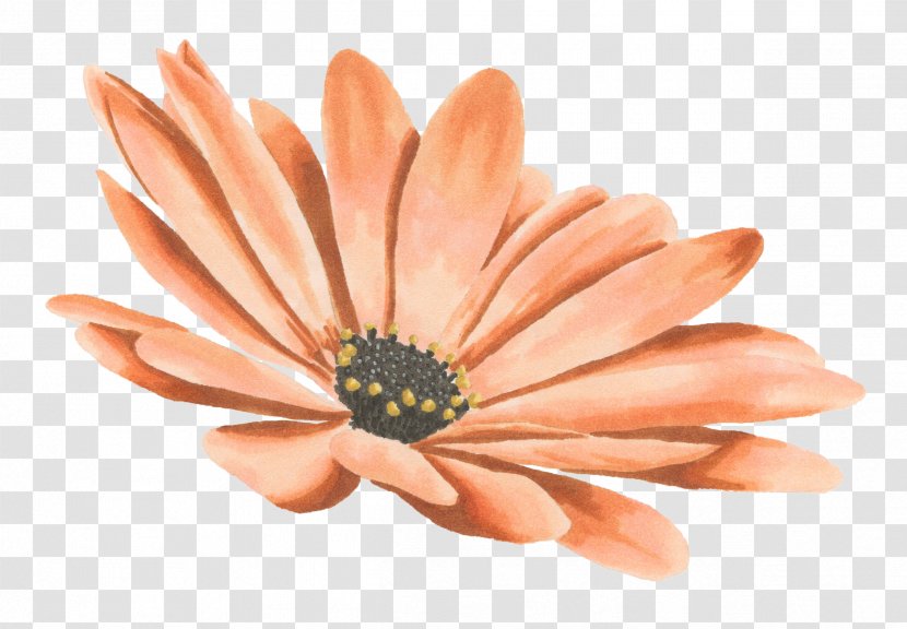 Drawing Watercolor Painting Transvaal Daisy - Chrysanthemum Transparent PNG
