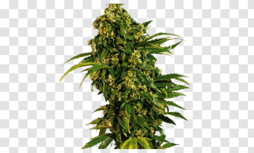 Cannabis Sativa Feminized Seed White Widow Transparent PNG